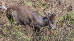 Елен грабъл